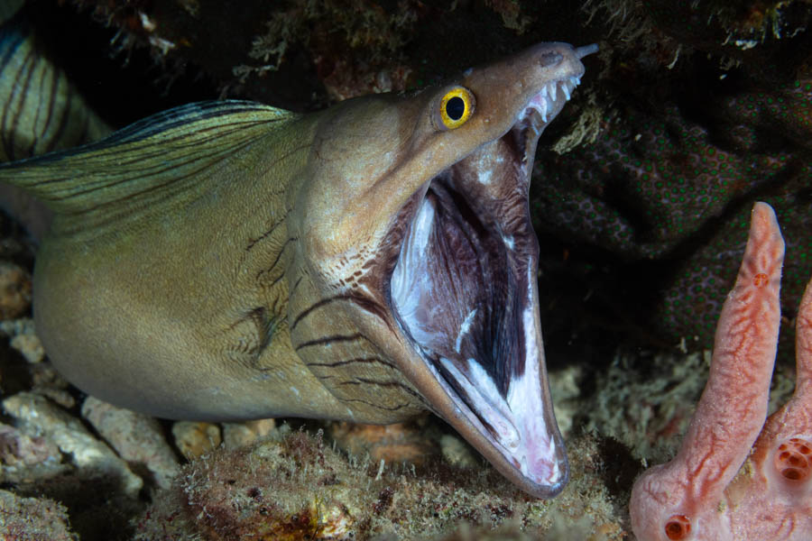 Purple MOUTH Moray Purple MOUTH Moray