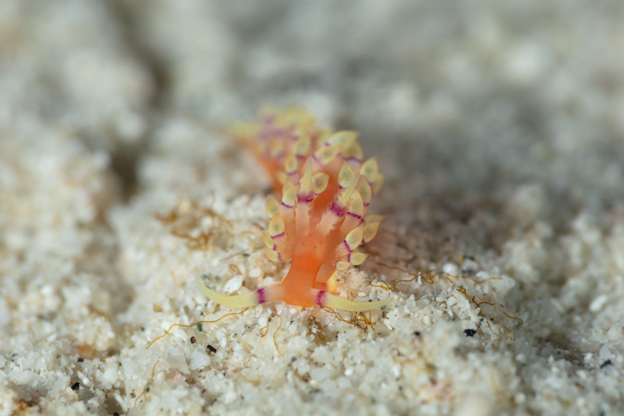 Purple-Ring Flabellina Purple-Ring Flabellina