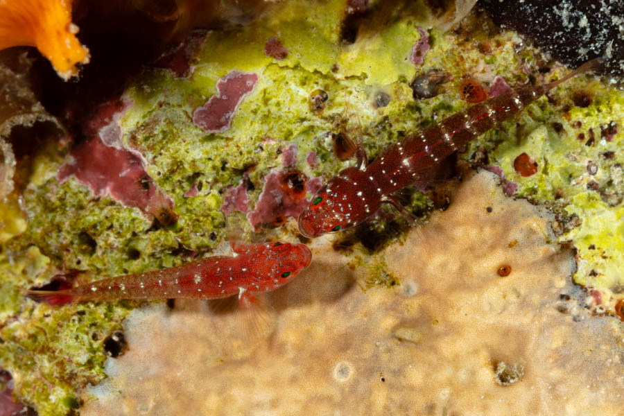 Pygmy Gobies Pygmy Gobies