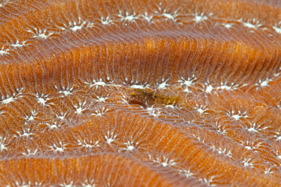 Pygmy Goby Pygmy Goby