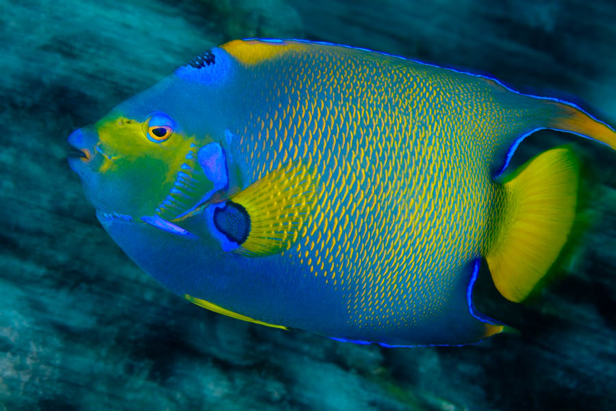 Queen Angelfish Queen Angelfish