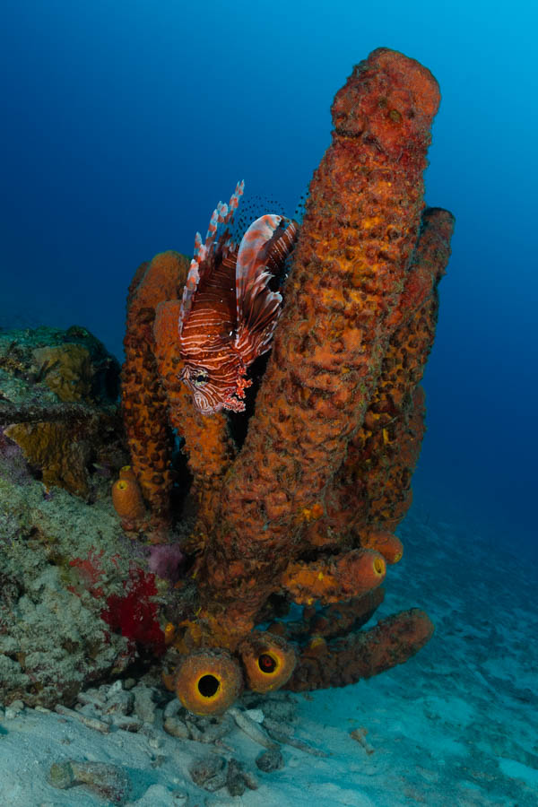 Red Lionfish Red Lionfish