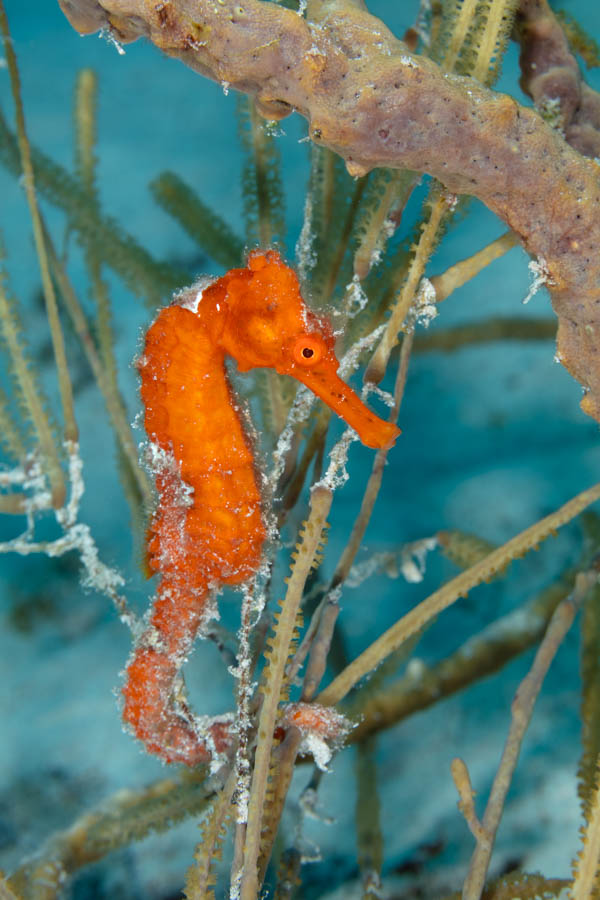 Red Longsnout Seahorse Red Longsnout Seahorse