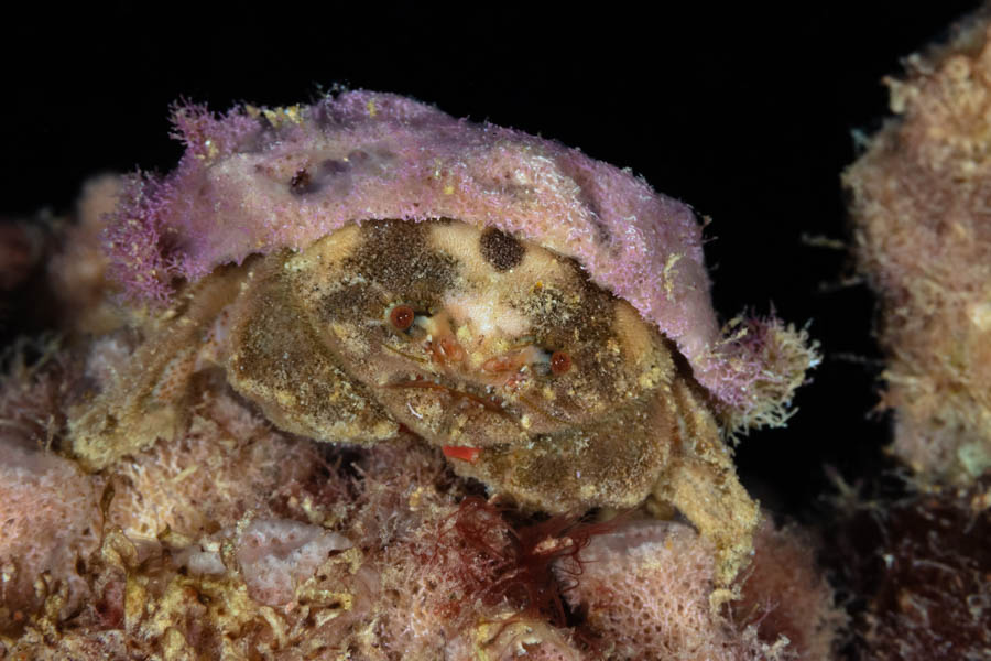 Redeye Sponge Crab Redeye Sponge Crab