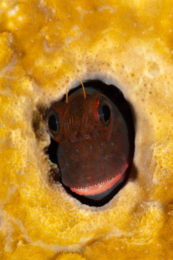 Redlip Blenny Redlip Blenny