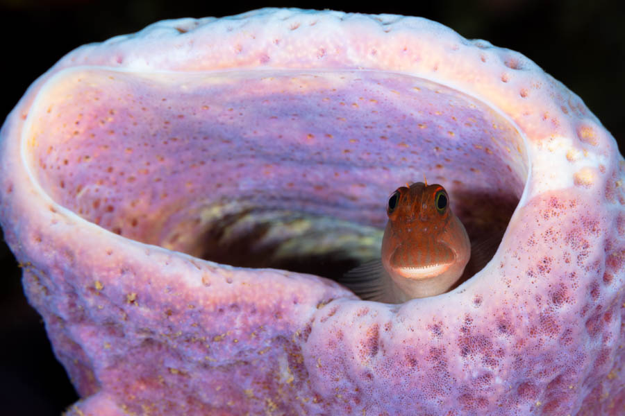 Redlip Blenny Redlip Blenny