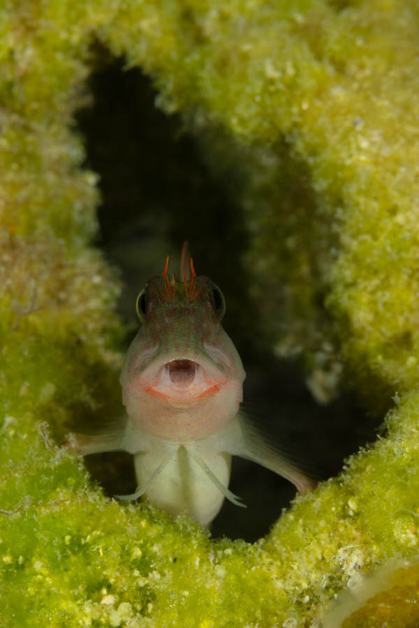 Redlip Blenny Redlip Blenny