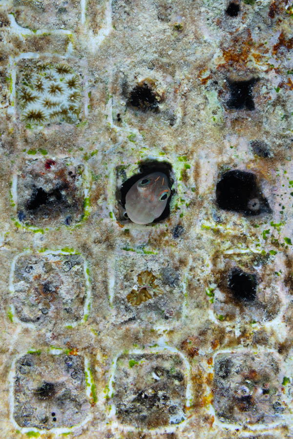 Redlip Blenny Redlip Blenny