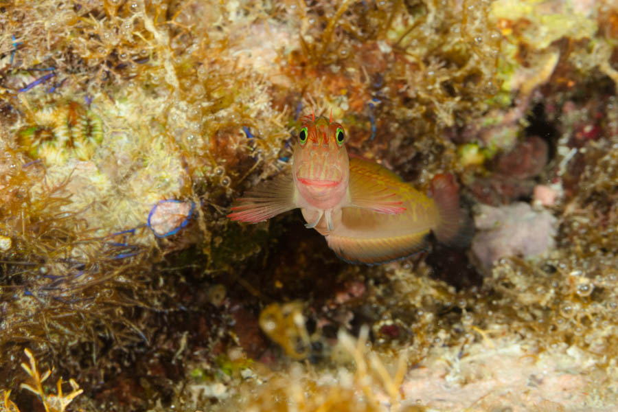 Redlip Blenny Redlip Blenny