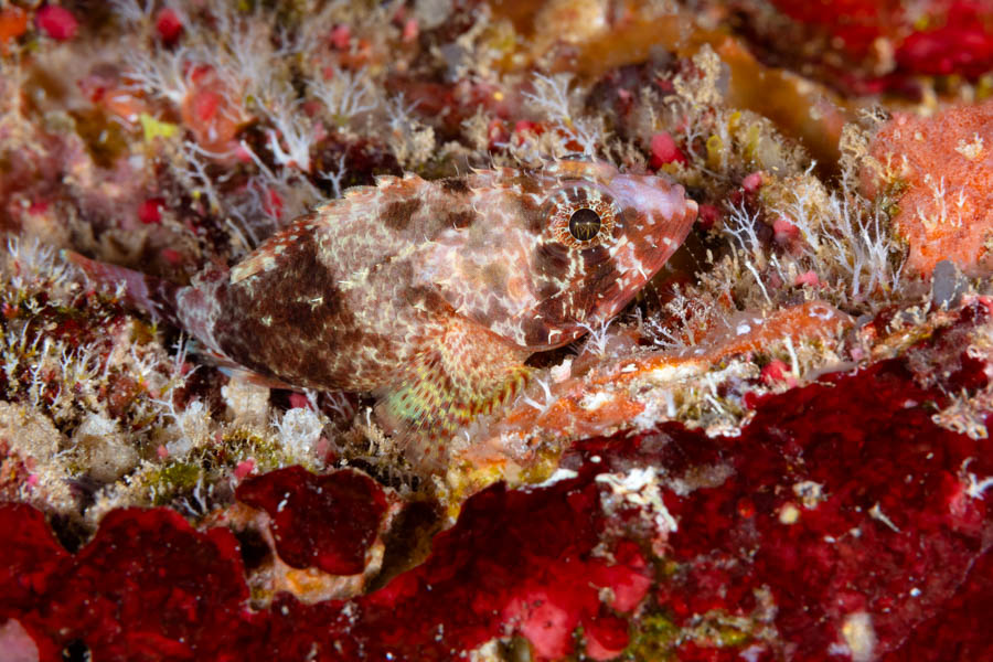Reef Scorpionfish Reef Scorpionfish