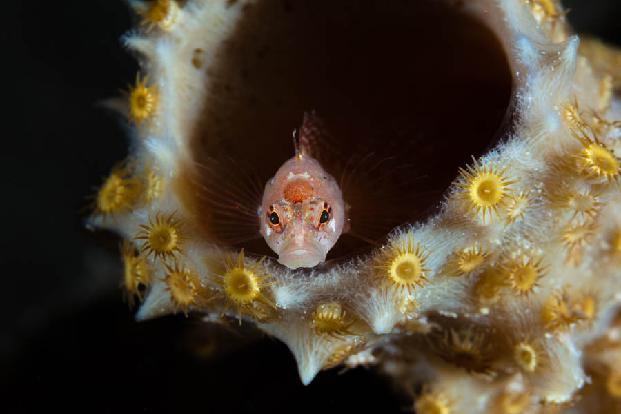 Ringed Blenny Ringed Blenny