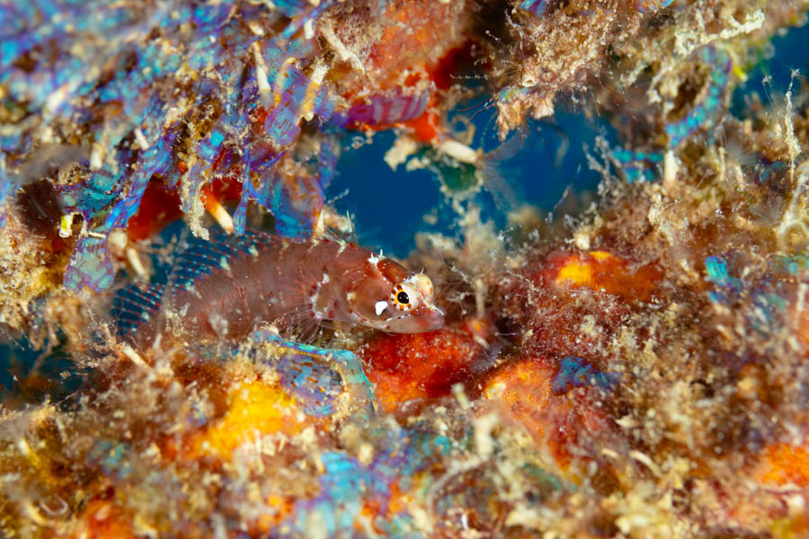 Ringed Blenny Ringed Blenny