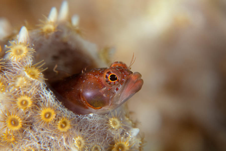 Ringed Blenny Ringed Blenny
