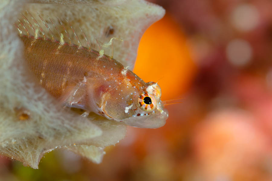 Ringed Blenny Ringed Blenny