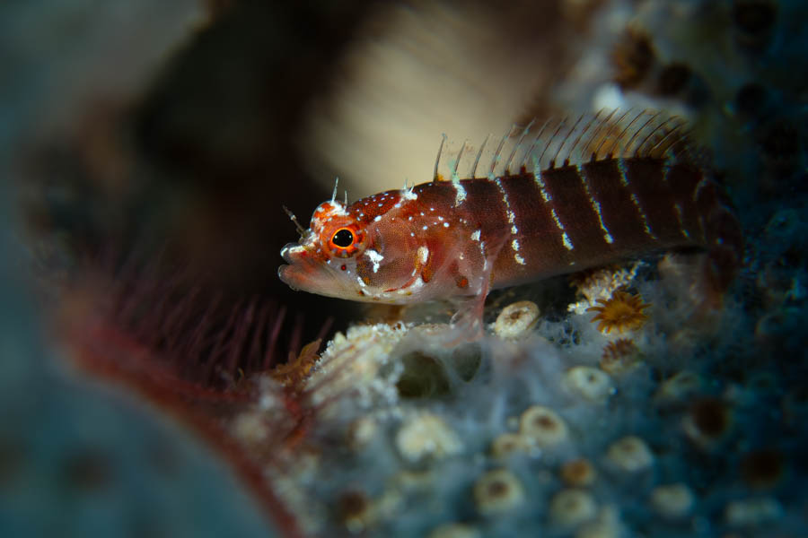 Ringed Blenny Ringed Blenny