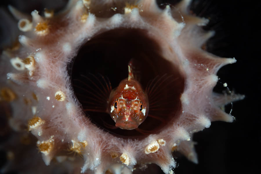 Ringed Blenny Ringed Blenny