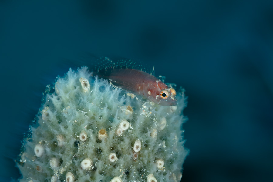 Ringed Blenny Ringed Blenny