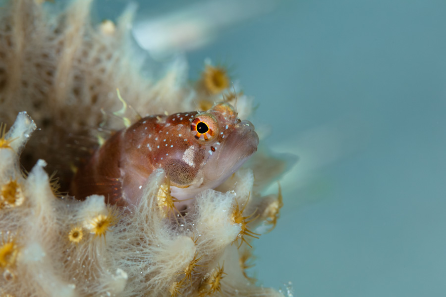 Ringed Blenny Ringed Blenny