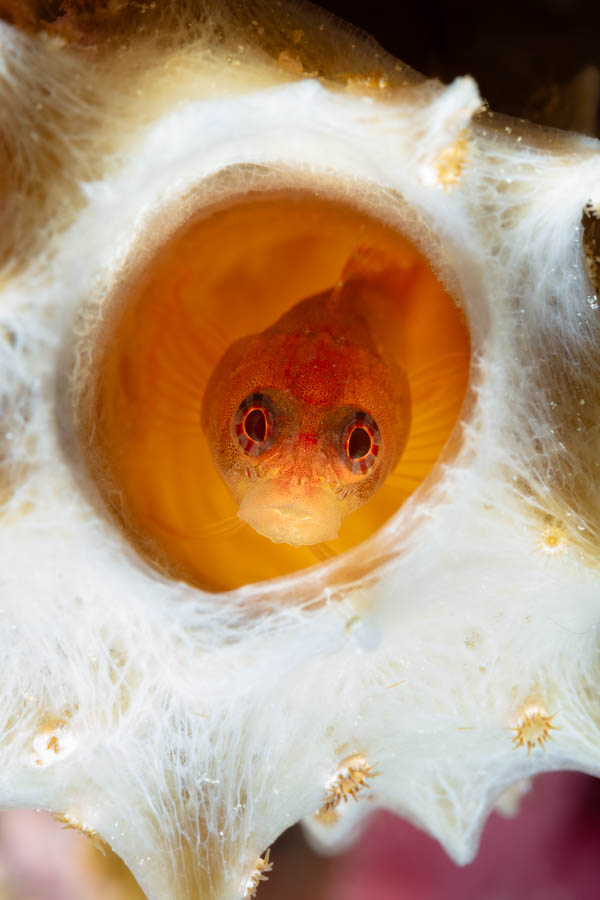 Ringed Blenny Ringed Blenny