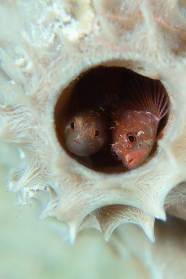 Ringed Blenny Pair Ringed Blenny Pair