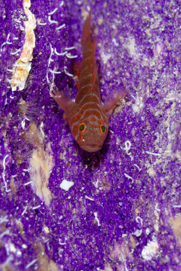 Rusty Goby Rusty Goby