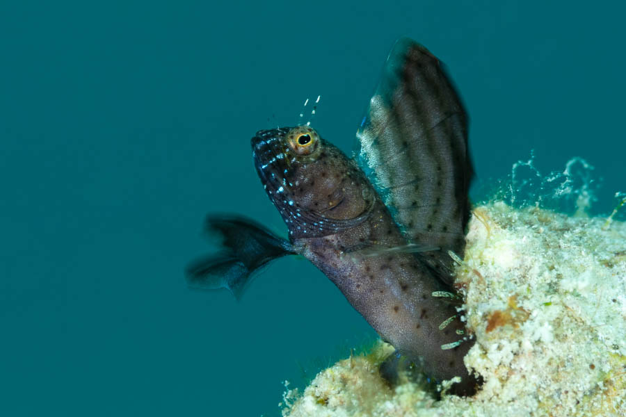 Sailfin Blenny Sailfin Blenny