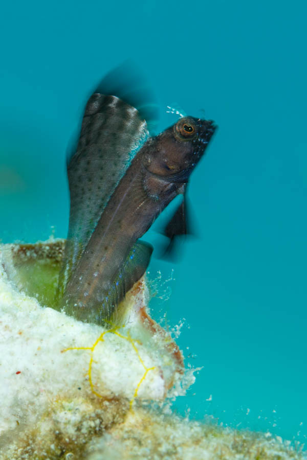Sailfin Blenny Sailfin Blenny