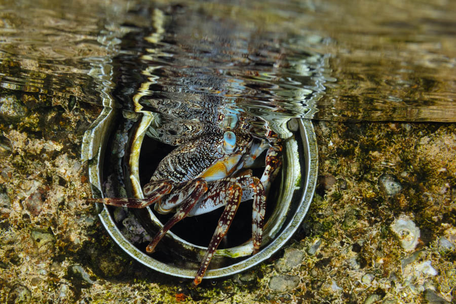 Sally Lightfoot Crab Sally Lightfoot Crab