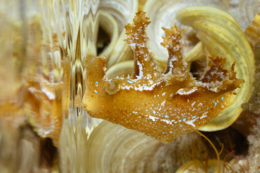 Sargassum Nudibranch Sargassum Nudibranch