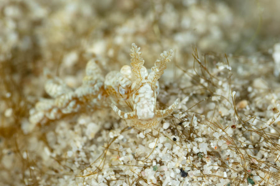 Sargassum Spurilla Sargassum Spurilla