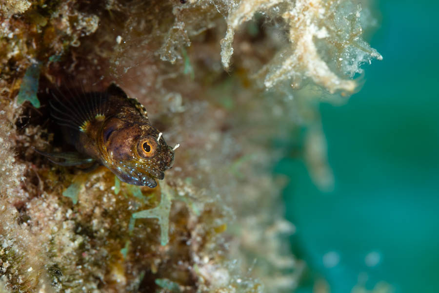 Seaweed Blenny Seaweed Blenny