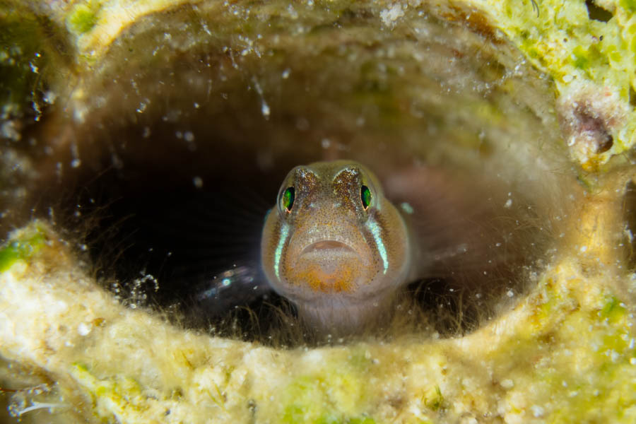 Semiscaled Goby Semiscaled Goby