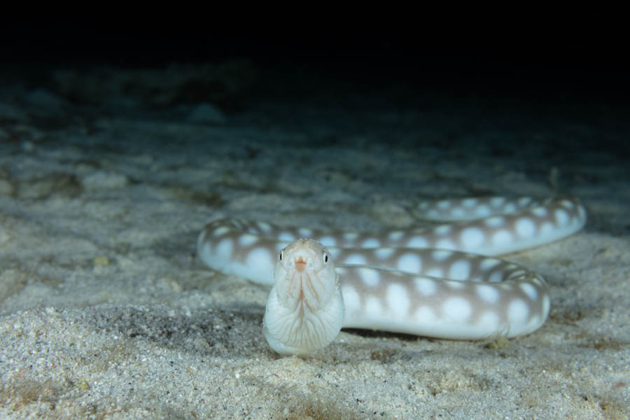 Sharptail Eel Sharptail Eel