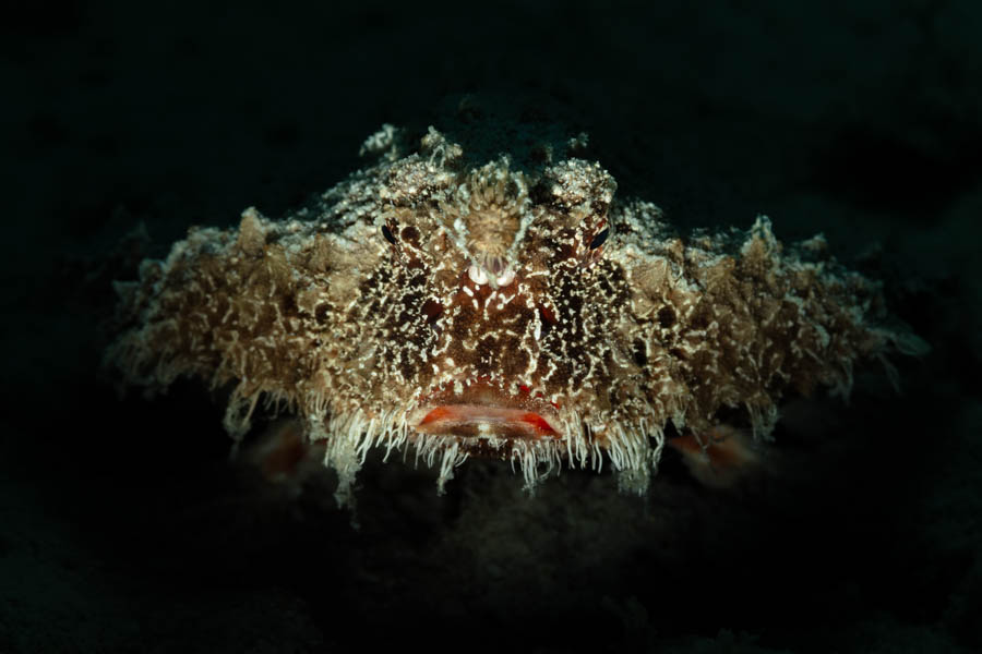 Shortnose Batfish Shortnose Batfish