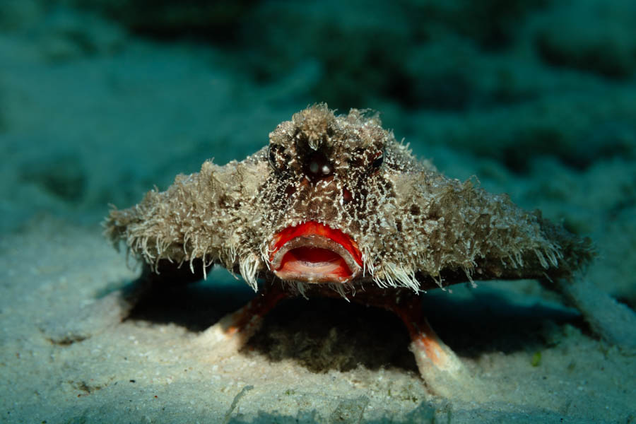 Shortnose Batfish Shortnose Batfish