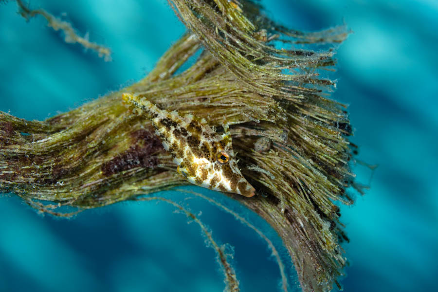 Slender Filefish Slender Filefish