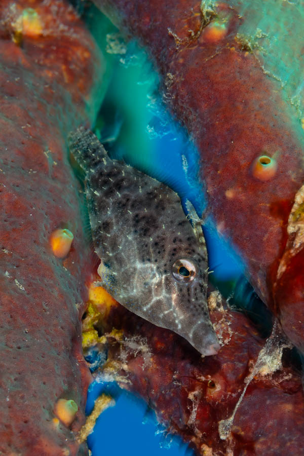 Slender Filefish Slender Filefish