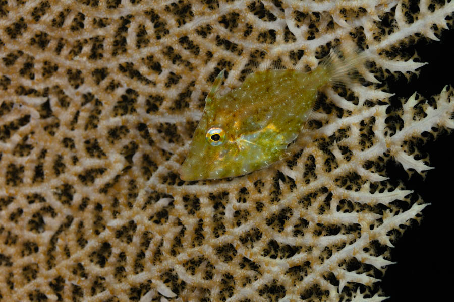 Slender Filefish Slender Filefish