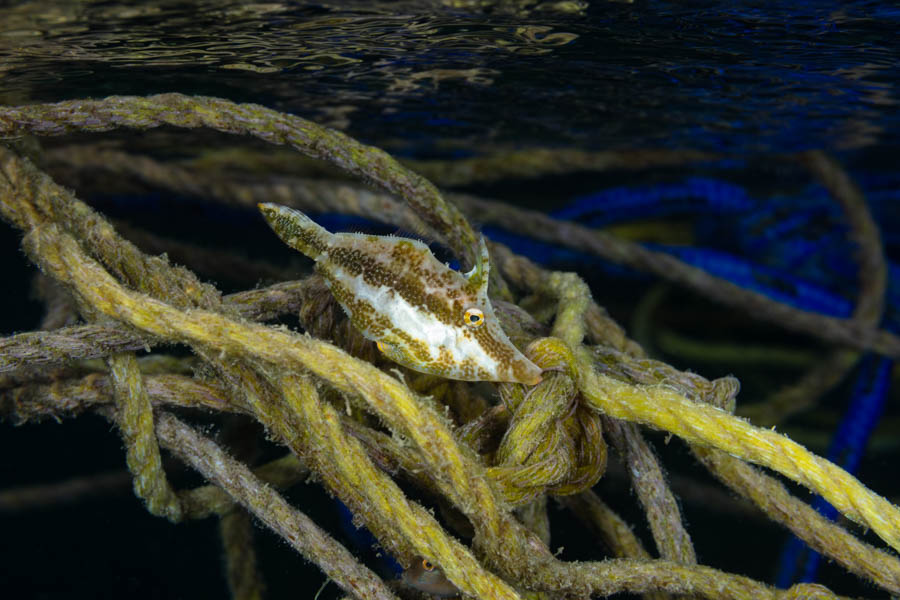 Slender Filefish Slender Filefish