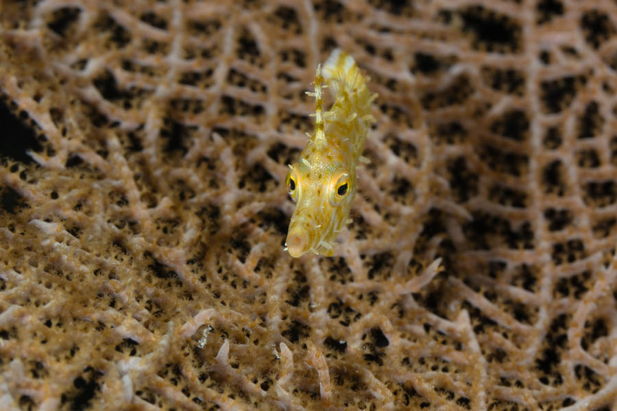 Slender Filefish Slender Filefish