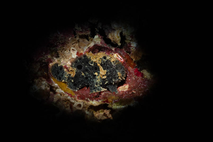 Small Black Frogfish Small Black Frogfish