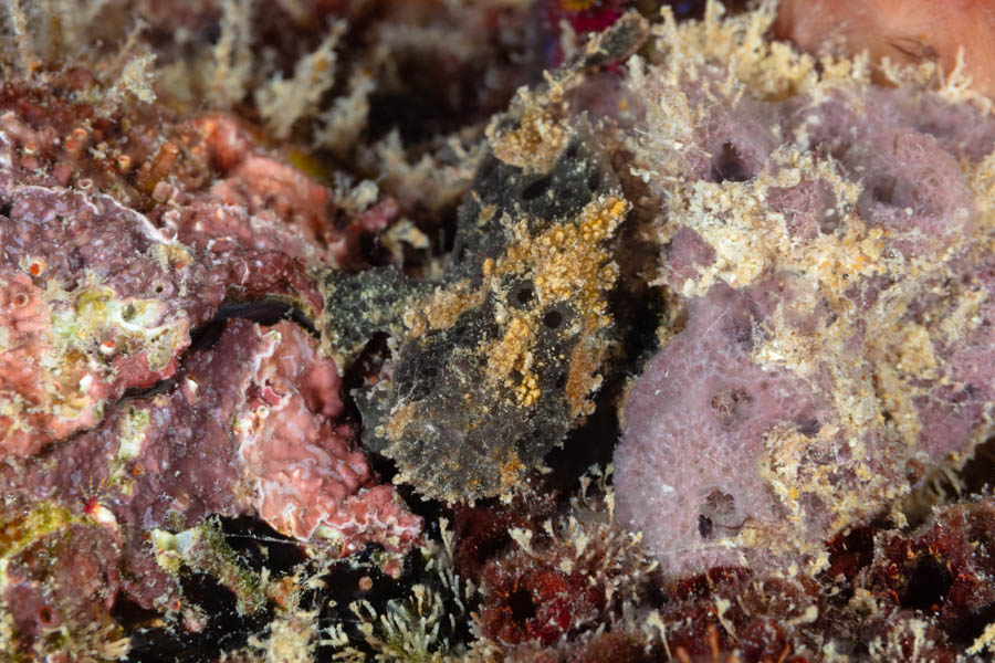Small Black Frogfish Small Black Frogfish