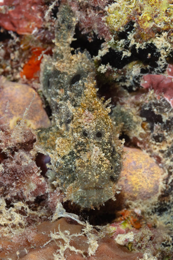 Small Black Frogfish Small Black Frogfish