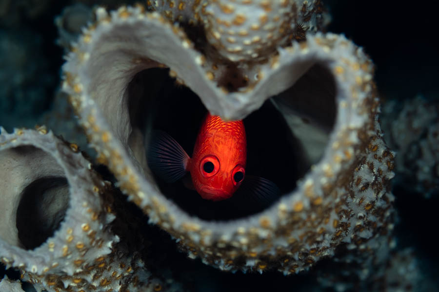 Soldierfish in a heart-shaped Vase Sponge Soldierfish in a heart-shaped Vase Sponge
