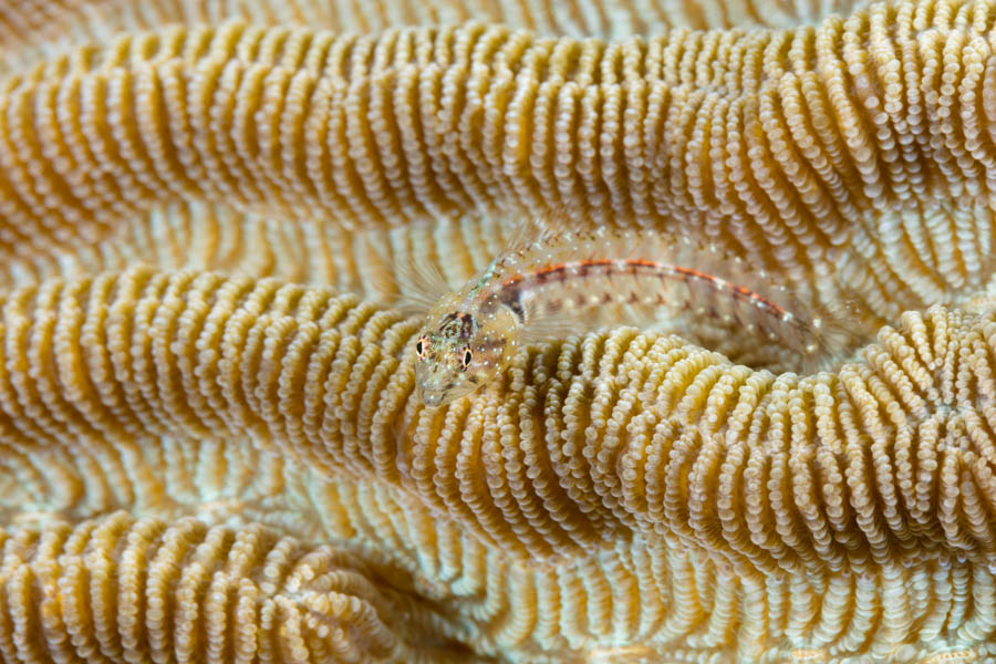 Southern Smoothead Glass Blenny Southern Smoothead Glass Blenny