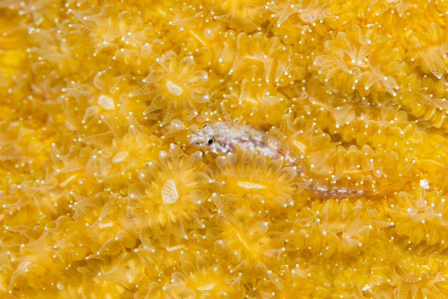 Southern Smoothead Glass Blenny Southern Smoothead Glass Blenny