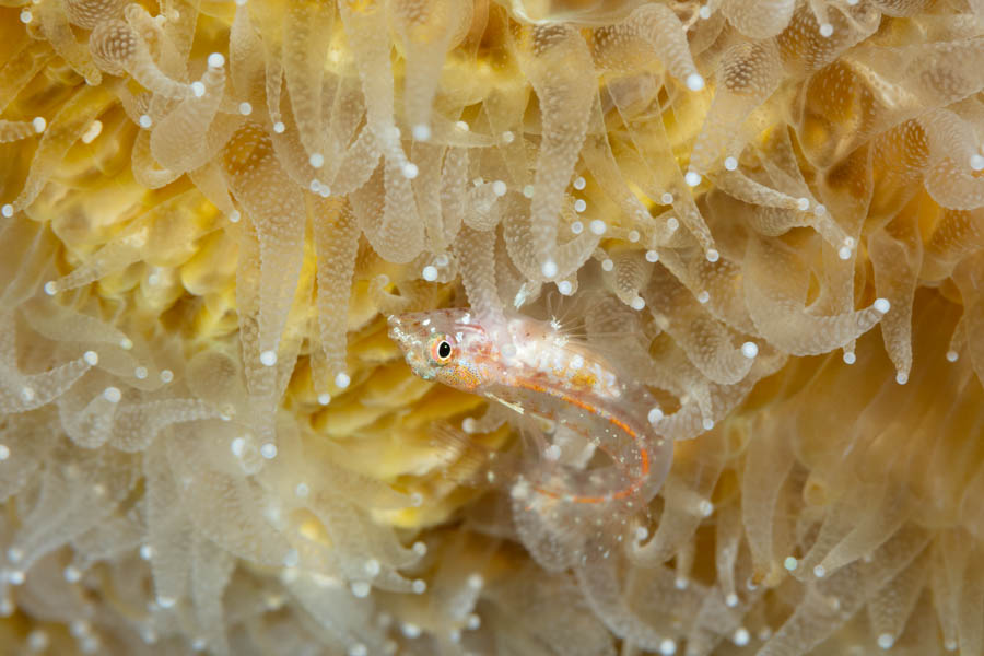 Southern Smoothhead Glass Blenny Southern Smoothhead Glass Blenny