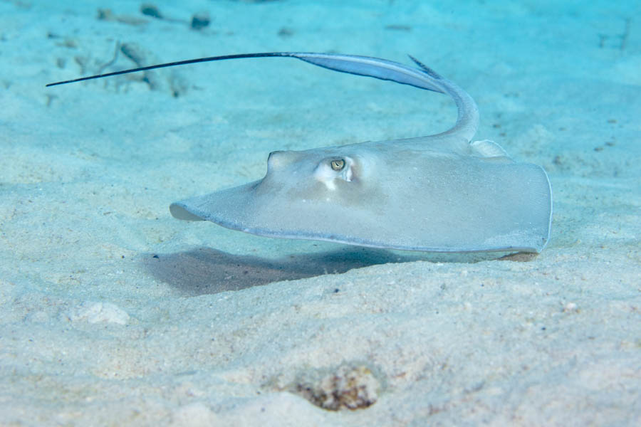 Southern Stingray Southern Stingray