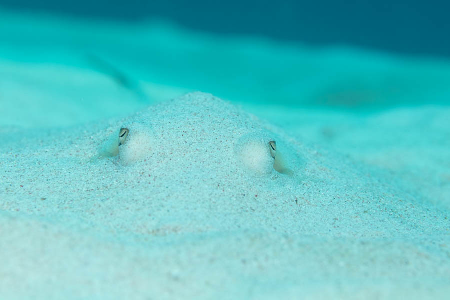 Southern Stingray Southern Stingray
