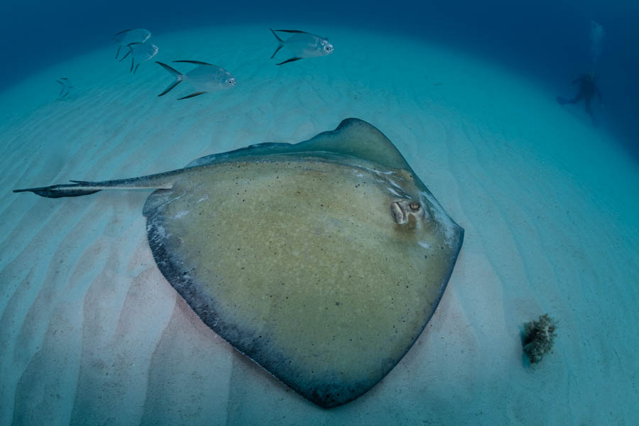 Southern Stingray Southern Stingray